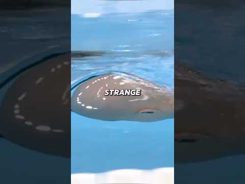 obody saw this coming… 🏊