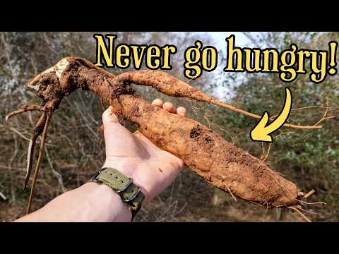 The truth about America's most invasive plant