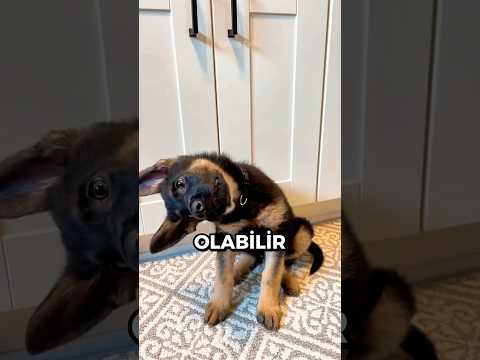 Köpekler NEDEN Başlarını Yana Eğer? 🐕🤔