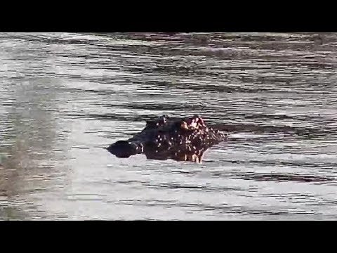 Djuma: Crocodile in the dam-last time had one was Jan. 2012 - 06:33 - 02/26/20