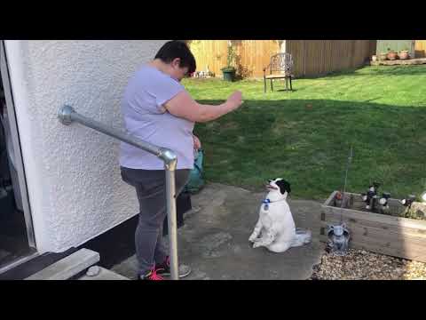 Blue Cross dog medal winner (UK) - ITV  London News - June 2019