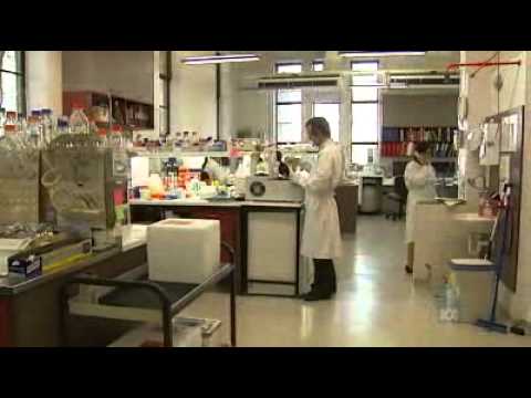 Scientists begin dengue control program