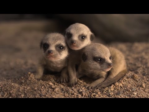 Symbio Wildlife Park