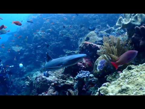 Dive spot video thumbnail