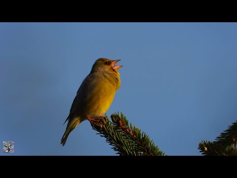 Greenfinch# call and song, Grønnfink, Обыкновенная зеленушка голос, Verdier d'Europe chant, p1000