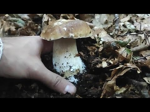 TROVO PORCINI NATI SULL’ACQUA 😮 BOLETUS EDULIS OVUNQUE!