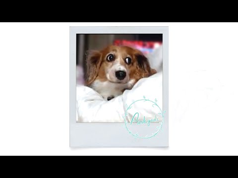 Sweet Baby by Bothnia feat. Cody Francis