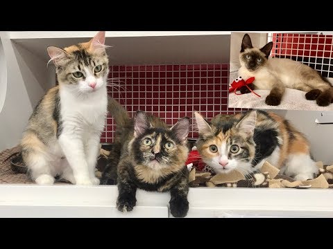 3 Calicos & a Siamese - Kitten Adoption Center
