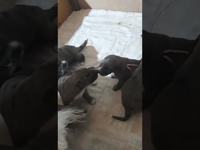 Vídeo relacionado con Perro Mascota Cachorro - Perros Doglover Lobero Irlandés Camiseta