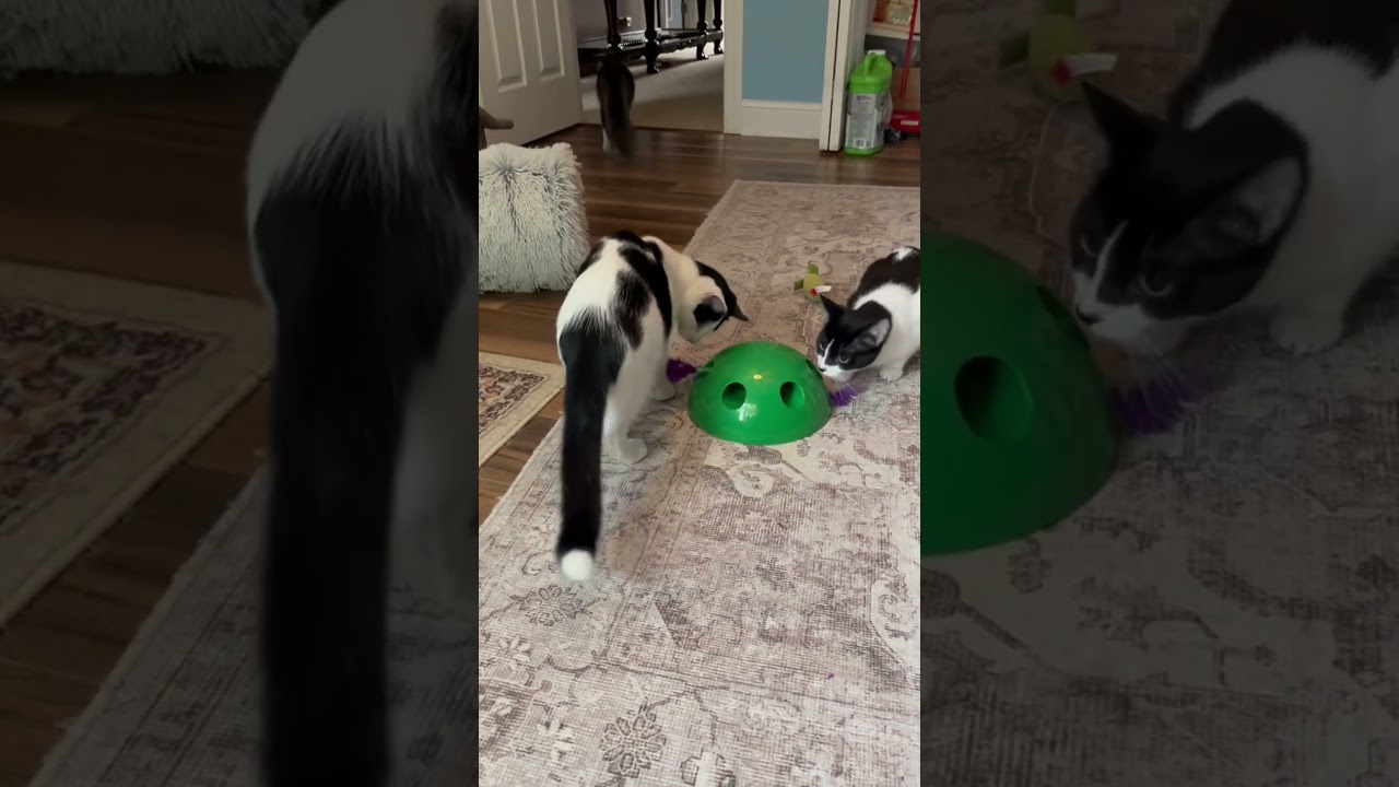 Enlarge DOTTIE, a Adoptable Dilute Calico in Gurnee, IL video 4/4