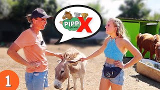 HET EINDE voor stichting die dieren redt op Curaçao? + Stal Tour | Pippi's Opvang #1