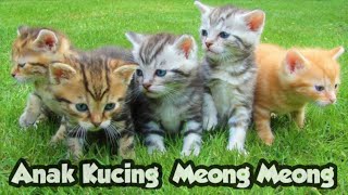 ANAK KUCING MEONG MEONG | Lagu Anak - Anak | Kompilasi Kucing Lucu
