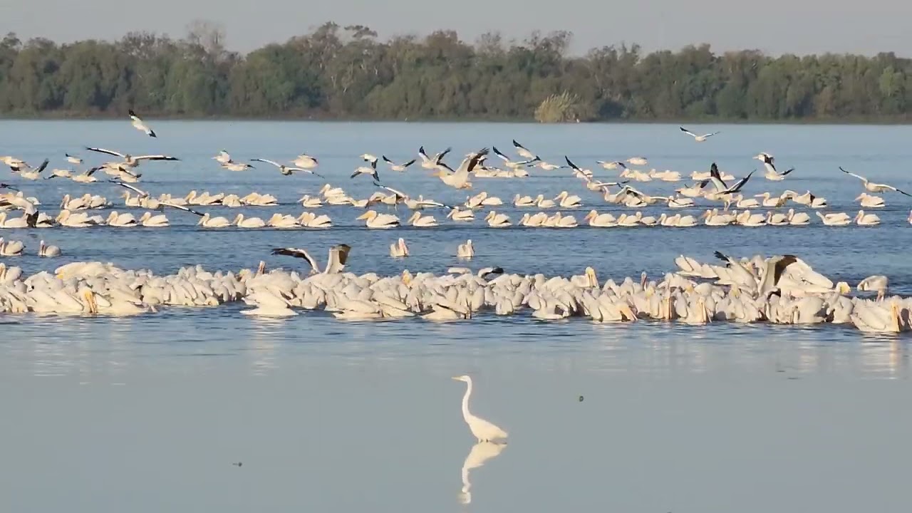 A backyard view from 1196 Lakeside