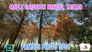 🍁 Beautiful Maple Garden in Nantou – Taiwan’s Hidden Autumn Wonderland! #maple #taiwan #travel 🍁