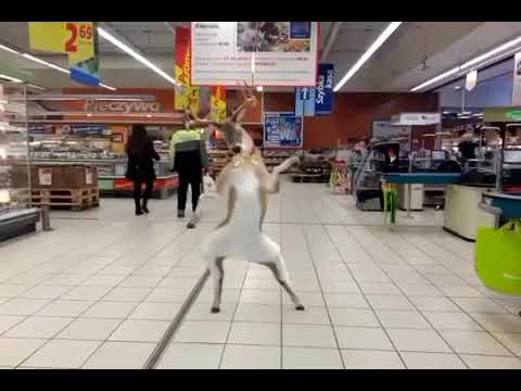 renifery tancza w hipermarkecie do piosenki sanah