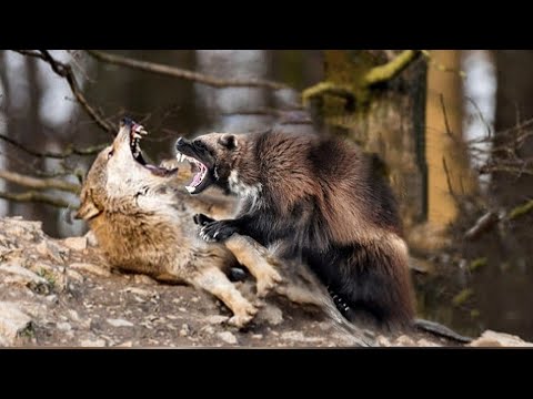 , title : 'Wolverine Beat the Timber Wolf in 1vs1 | Wolverine VS Top Predators'