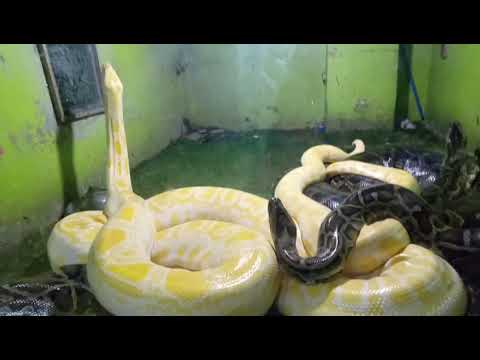 PNG Boys Peaking at Snake.(2020).😜😂