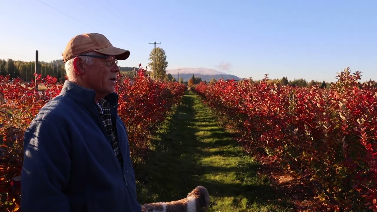Shingle Mill Blueberry Farm – Fall Promo Video