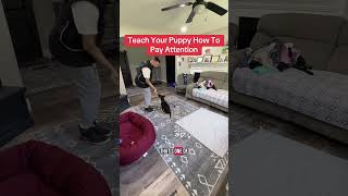 How To Get Attention With Distractions #pup #puppy #puppylife #puppytraining #puppytips