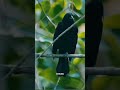 Amali Thumali Song Whatsapp Status Full Screen Arugal Aruginil Irunthum Shorts