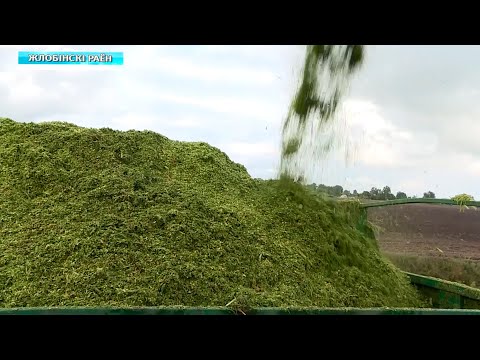 На Гомельщине травяных кормов заготовлено больше, чем год назад видео