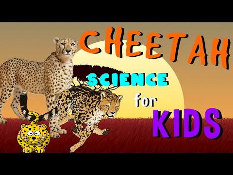 Cheetah | Science for Kids
