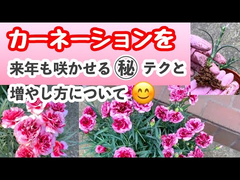フェザーカーネーション 植物