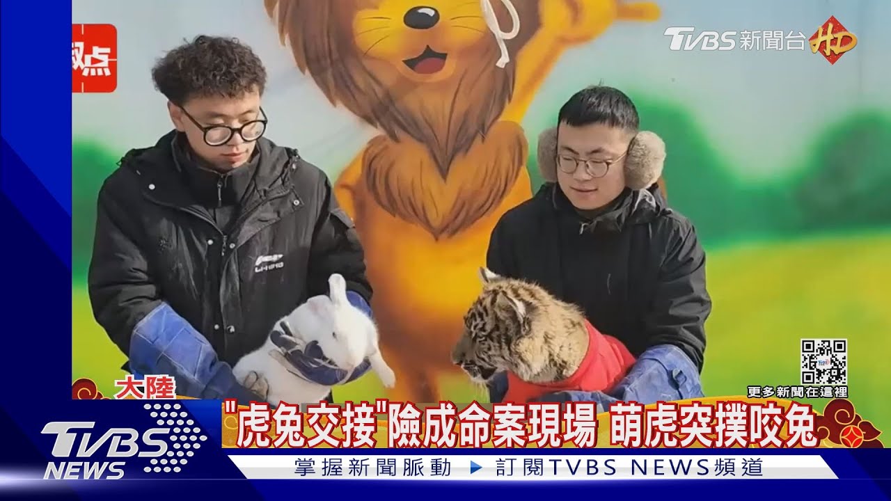 動物園辦「虎兔交接」幼虎獸性大發 兔險成年夜飯