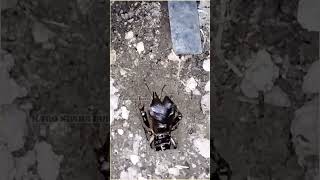 Download lagu Gangsir Jangkrik Gacor Full.Shorts Suara Paling Alami & Keras mp3