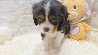 キャバリアの動画01