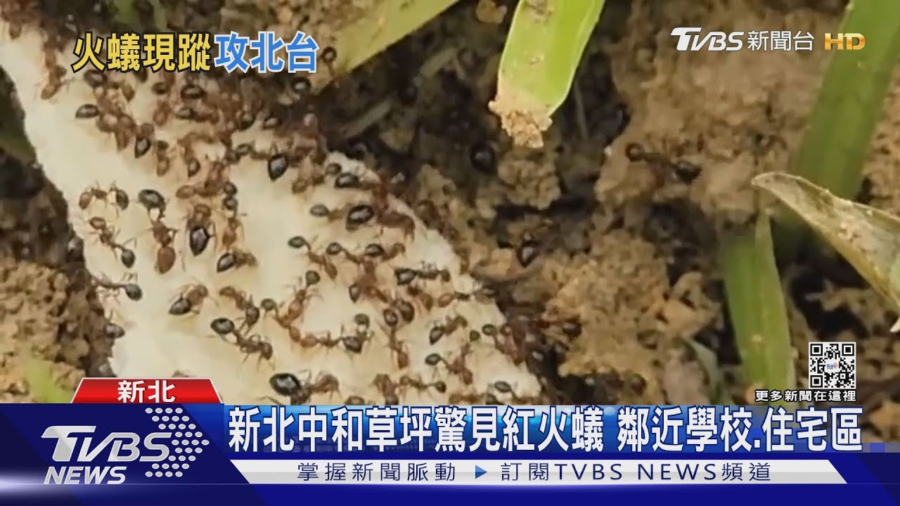 蟲蟲危機!新北「紅火蟻」現蹤 附近民眾驚