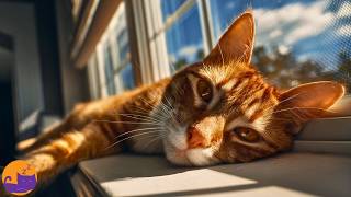 12-Hour Anxiety Relief Music for Your Cat ✨🐱