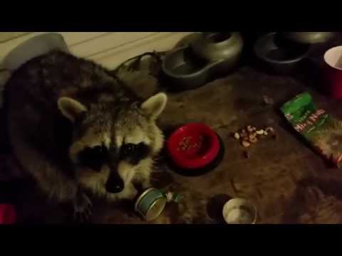 How to trap a raccoon.
