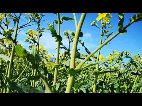 Raps "Voll" Blüten-Behandlung. Bei idealen Infektionsbedingungen nicht zu lang warten.