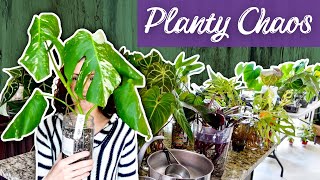 A Day In My Self-Employed Planty Life: It's Pure Planty Chaos Over Here!