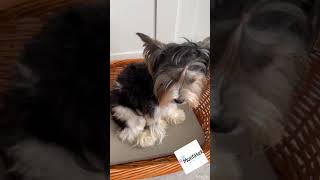 Proutěný pelech pro psy s polštářem 60cm