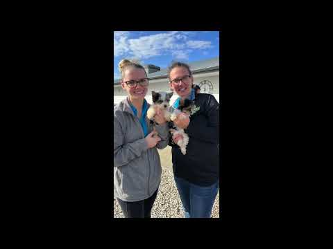 David Graber D'Awesome K9 Kennel