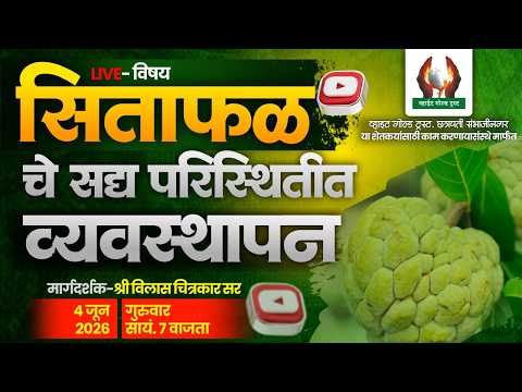 सिताफळ चे सद्य परिस्थितीत व्यवस्थापन
