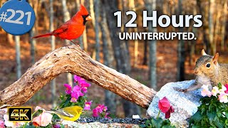 TV for Cats 😻 12 Hours of Birds 🐦 & Squirrels 🐿Feeder Uninterrupted CatTV  @LensMyth