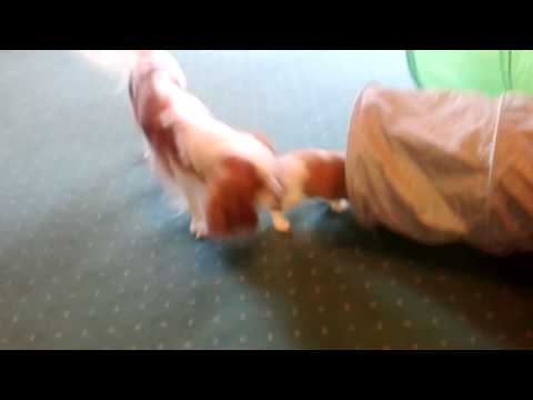 Amigo z Breńskiej Fanaberii