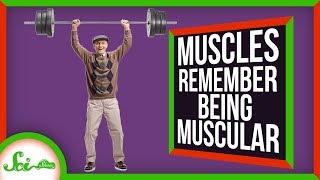 Your Muscles Do Remember... But Not The Way You Think