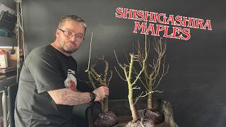 Shishigashira Maple Bonsai - From The Trophy 2025 (Part 1)