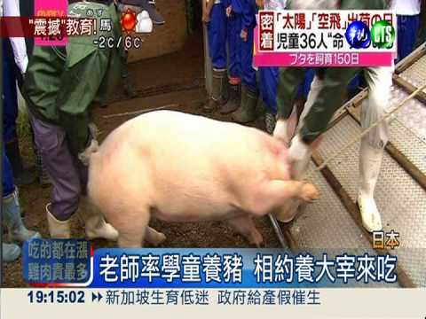 吃親手養大的豬 日本小學生淚崩