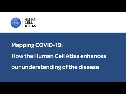 Mapping COVID-19: How the Human Cell Atlas enhances our understanding of the disease