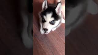 Husky Puppy For Sale | Rs 4500 only