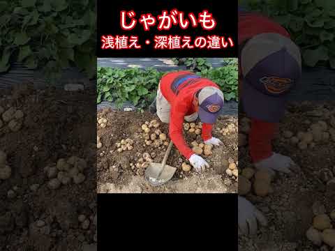 ジャガイモの準備: オプションの概要 植物