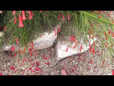 AZ Plant Reviews: Coral Fountain Grass (Russelia Equisetiformis)
