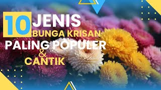 Download lagu 10 Jenis Bunga Krisan Paling Populer & Cantik mp3