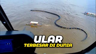Download lagu Their Size Will Make You Shiver! 😱 These Are the Largest Snakes Ever Captured on Camera! mp3 Download lagu Their Size Will Make You Shiver! 😱 These Are the Largest Snakes Ever Captured on Camera! mp3
