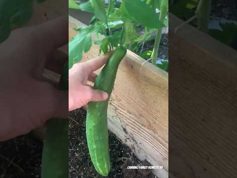 , title : 'I like to eat cucumbers#cucumber #homegrown #greenhouse'